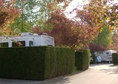Site 141 in Spring
