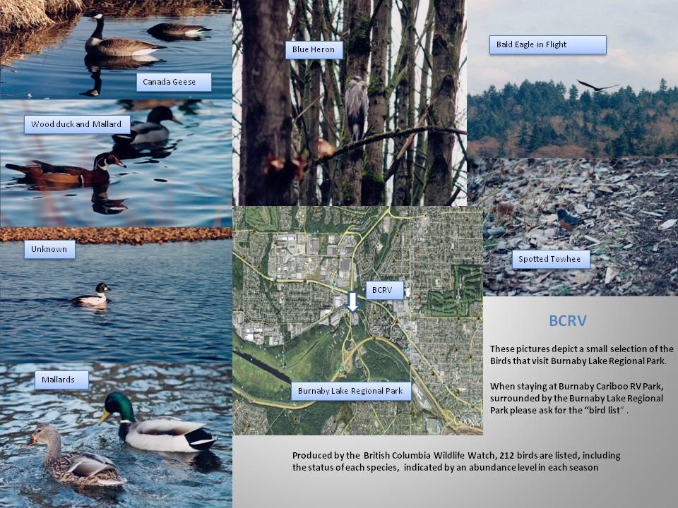 Burnaby Lake