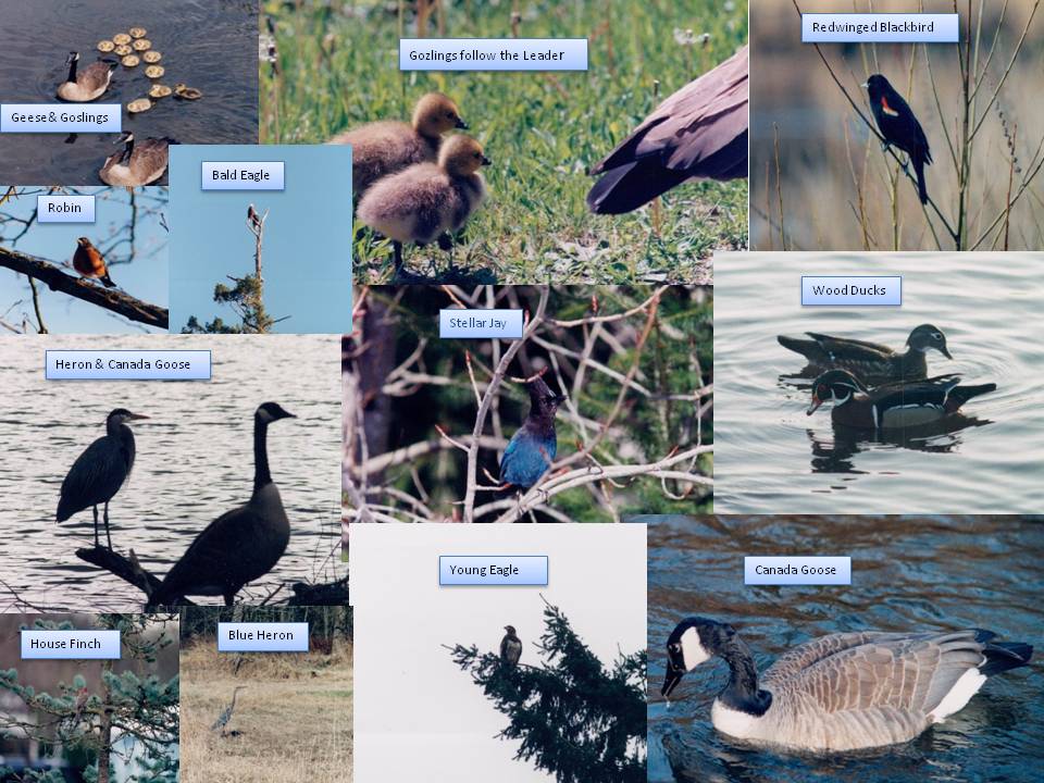 Burnaby Lake Birds