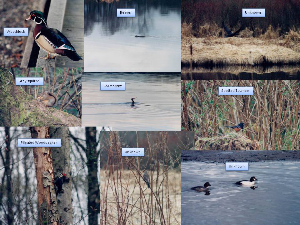 Burnaby Lake trails