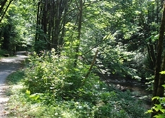 Trail along park